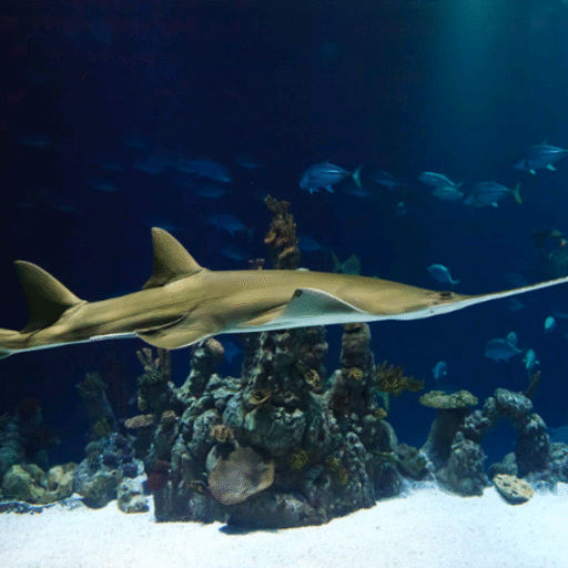 Climate change effect in sea